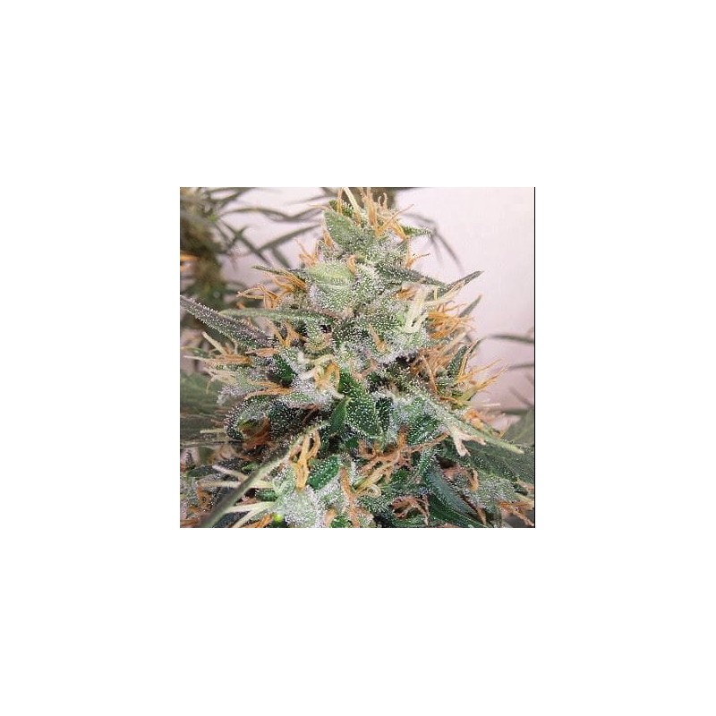 PANAMA A5 HAZE · Ace Seeds · semi di canapa · Fem