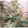 PANAMA A5 HAZE · Ace Seeds · semillas de marihuana · Fem