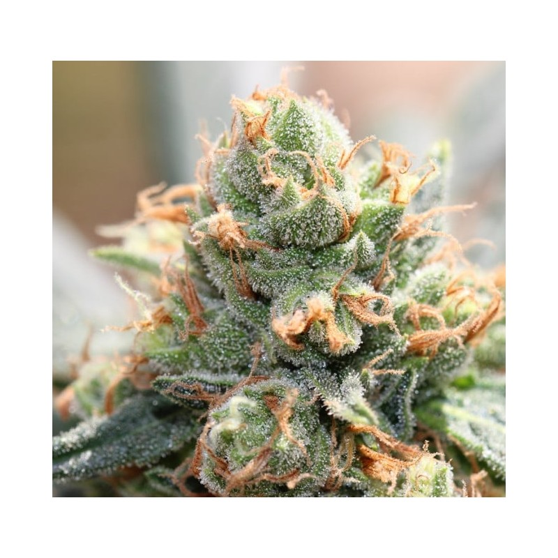 HASH TONIC · Ace Seeds · cannabis seeds · Fem
