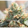 HASH TONIC · Ace Seeds · semi di canapa · Fem