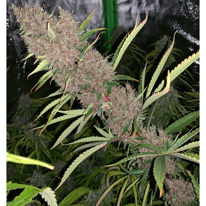 MALAWI X PCK · Ace Seeds · cannabis seeds · Fem