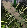 MALAWI X PCK · Ace Seeds · semillas de marihuana · Fem