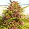 MALAWI X PCK · Ace Seeds · cannabis seeds · Fem