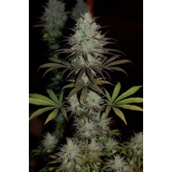 CBD 1 · Ace Seeds ·...