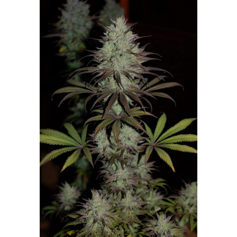 CBD 1 · Ace Seeds · semillas de marihuana · Fem