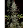CBD 1 · Ace Seeds · semillas de marihuana · Fem