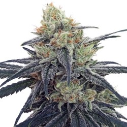 CBD 1 · Ace Seeds · semillas de marihuana · Fem
