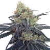 CBD 1 · Ace Seeds · cannabis seeds · Fem
