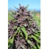 PANAMA X PCK · Ace Seeds · cannabis seeds · Fem