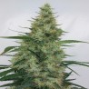 SUPER PANAMA HAZE · Ace Seeds · semillas de marihuana · Fem
