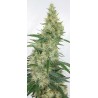 SUPER PANAMA HAZE · Ace Seeds · semi di canapa · Fem