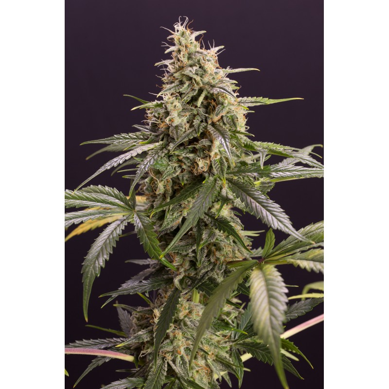 CHEM-BOMB AUTO · Humboldt Seeds Organization · semi di canapa  · AutoFem