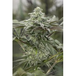 LEMON CITRON · Humboldt Seeds Organization · semi di canapa  · Fem