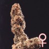 AFGHANI SPECIAL · K.C.Brains Seeds cannabis seeds · semillas de marihuana · Fem