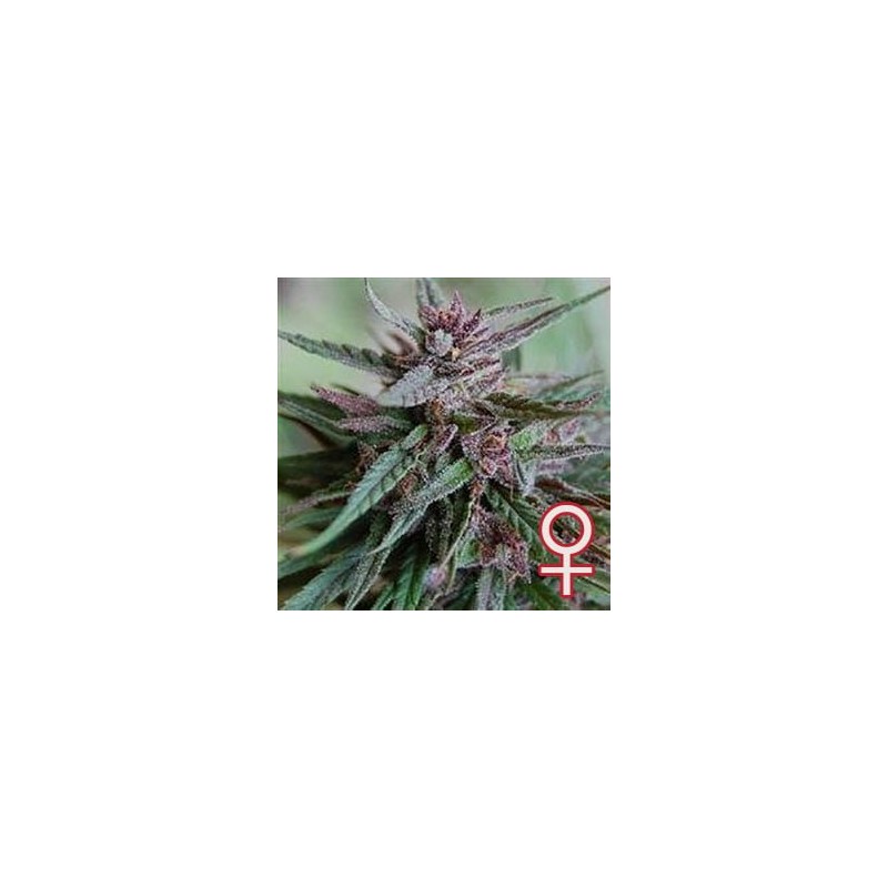 BAHIA BLACK HEAD · K.C.Brains Seeds cannabis seeds · semillas de marihuana · Fem