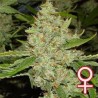 BRAINS CHOICE · K.C.Brains Seeds cannabis seeds · semillas de marihuana · Fem