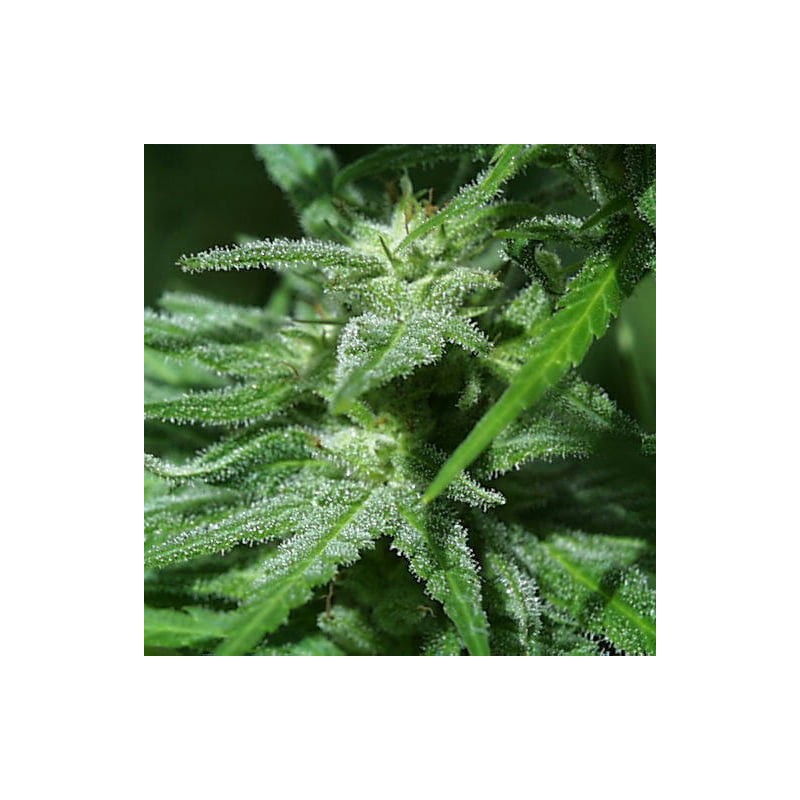 BRAINS DAMAGE · K.C.Brains Seeds · semillas de marihuana · Fem