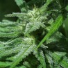 BRAINS DAMAGE · K.C.Brains Seeds · semillas de marihuana · Fem