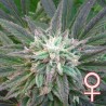 BRAINS ESCAPE · K.C.Brains Seeds · semi di canapa indiana · Fem