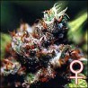 BRASIL · K.C.Brains Seeds · semillas de marihuana · Fem