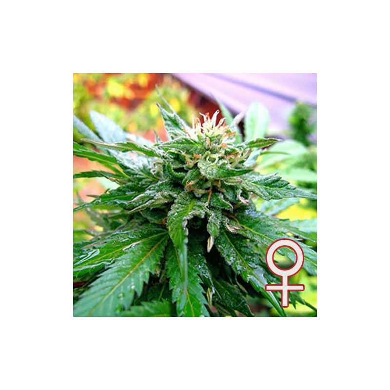 CALIFORNIA SPECIAL · K.C.Brains Seeds · semillas de marihuana · Fem