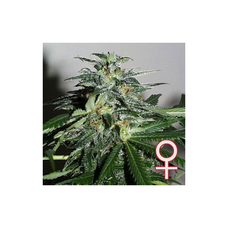 CYBER CRISTAL · K.C.Brains Seeds · cannabis seeds · Fem