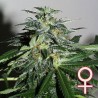 CYBER CRISTAL · K.C.Brains Seeds · cannabis seeds · Fem