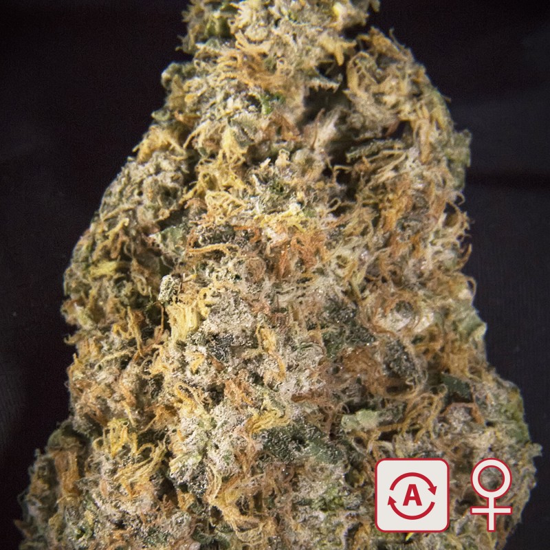DIAMOND QUEEN KUSH AUTO · K.C.Brains Seeds · semillas de marihuana · AutoFem
