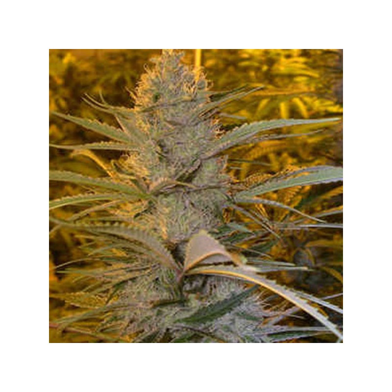 DOUBLE D · K.C.Brains Seeds · semillas de marihuana · Fem