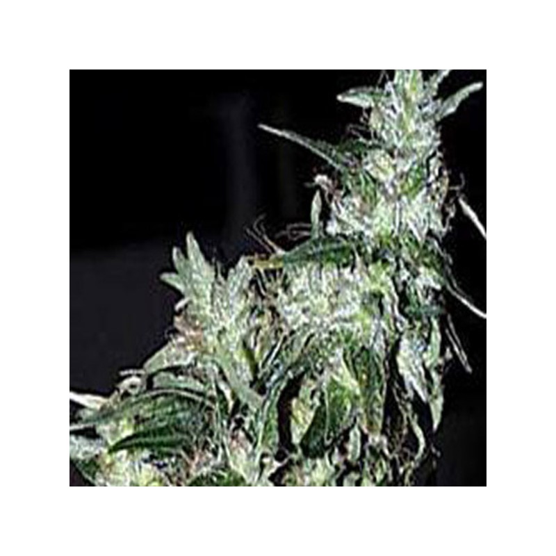 HAZE SPECIAL · K.C.Brains Seeds · semillas de marihuana · Fem