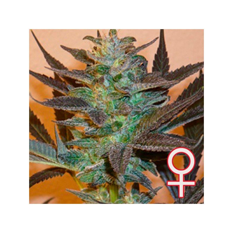 K.C. 48 AUTO · K.C.Brains Seeds · semillas de marihuana · AutoFem