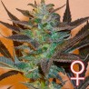 K.C. 48 AUTO · K.C.Brains Seeds · semillas de marihuana · AutoFem