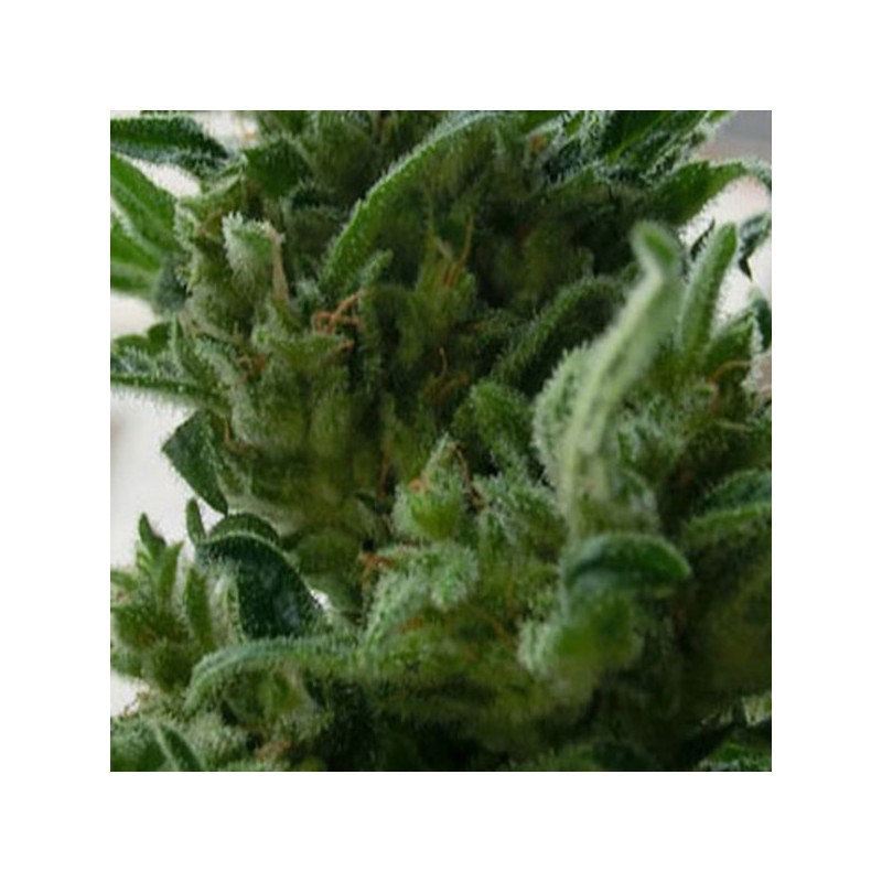KC33 · K.C.Brains Seeds · semillas de marihuana · Fem
