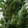 KC33 · K.C.Brains Seeds · semillas de marihuana · Fem