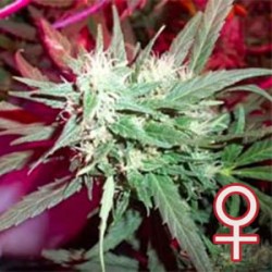 KC 39 · K.C.Brains Seeds · semillas de marihuana · Fem