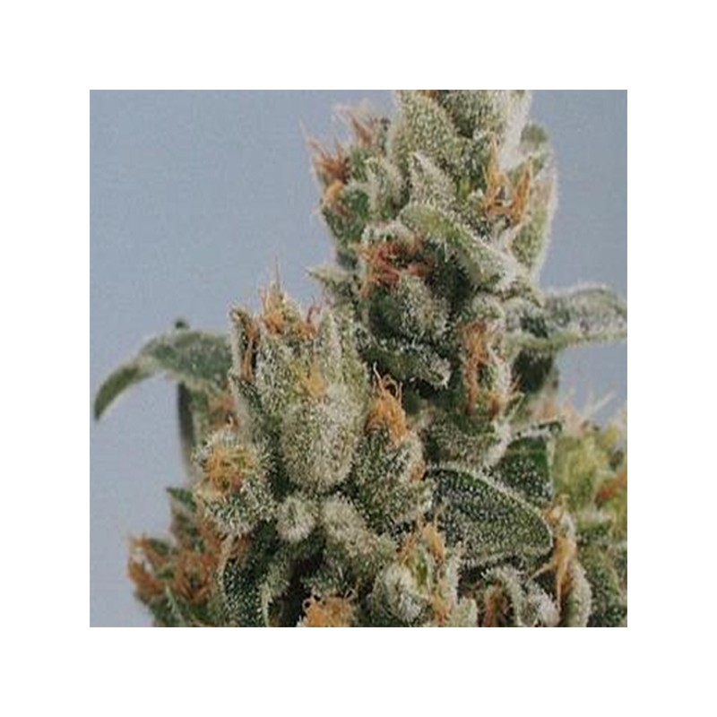 KC36 · K.C.Brains Seeds · semillas de marihuana · Fem