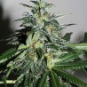 KC42 · K.C.Brains Seeds · semillas de marihuana · Fem
