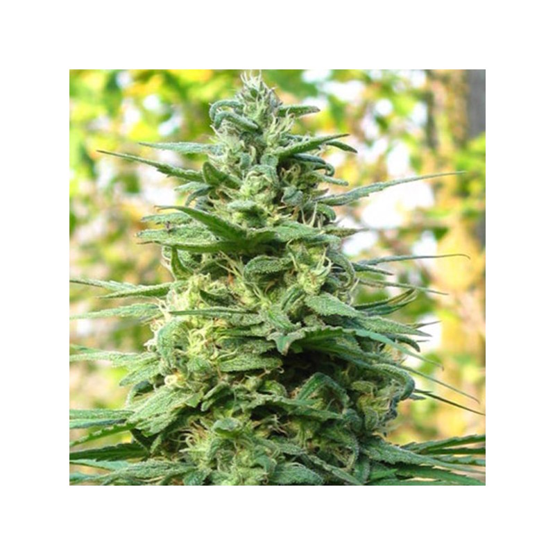 LEDA UNO · K.C.Brains Seeds · semillas de marihuana · Fem