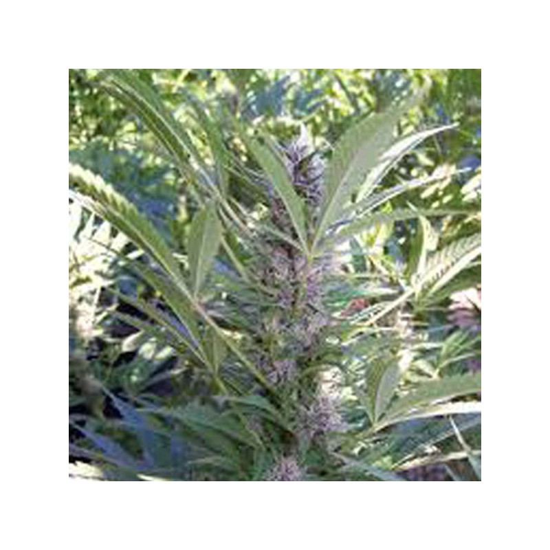 MANGO · K.C.Brains Seeds · semillas de marihuana · Fem