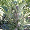 MANGO · K.C.Brains Seeds · semillas de marihuana · Fem
