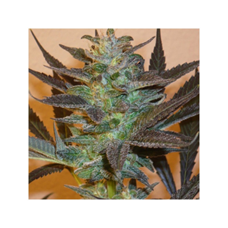 MIND BENDER · K.C.Brains Seeds · semillas de marihuana · Fem