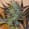 MIND BENDER · K.C.Brains Seeds · semillas de marihuana · Fem