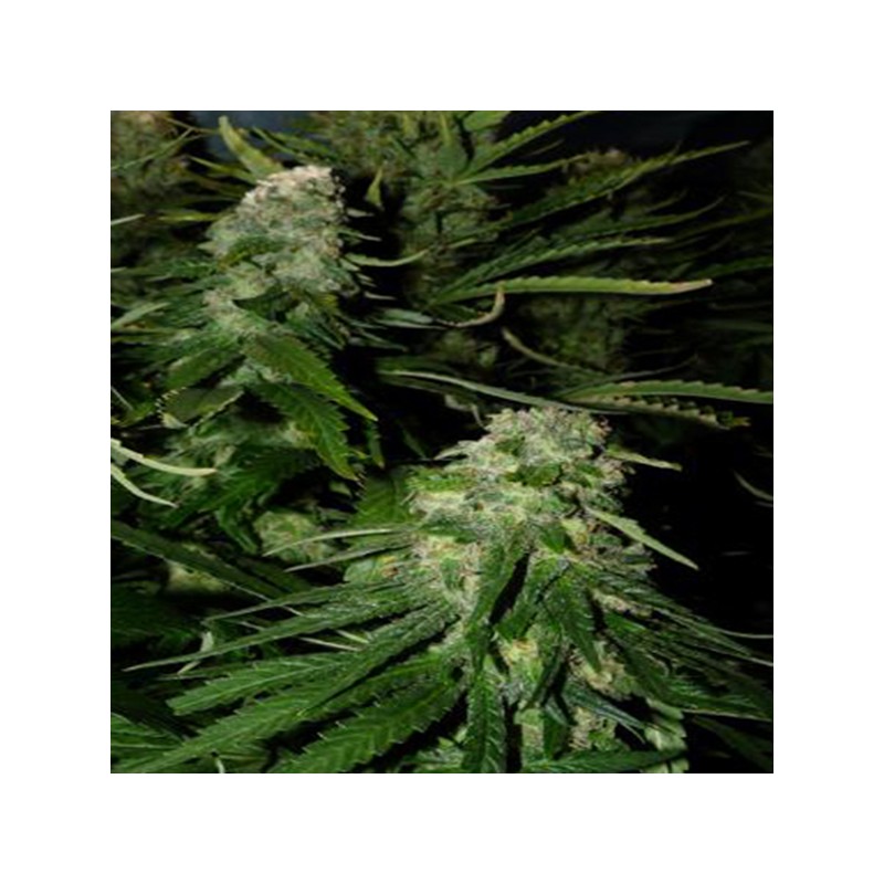 NORTHERN LIGHTS SPECIAL · K.C.Brains Seeds · semillas de marihuana · Fem