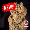 SPACE MANGO AUTO · K.C.Brains Seeds · semillas de marihuana · AutoFem