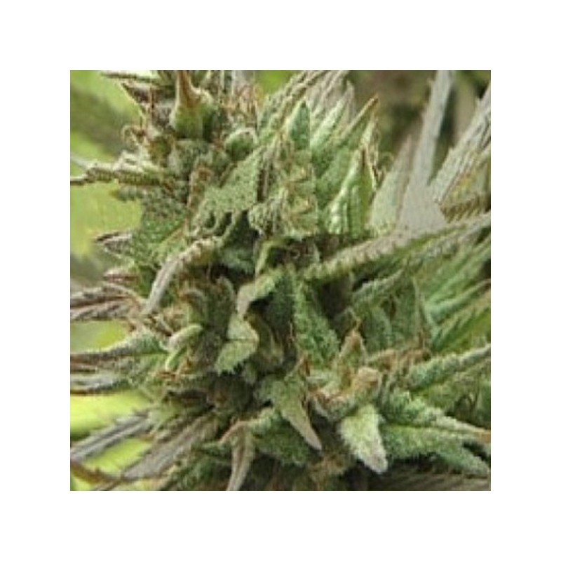 SPOTANICA · K.C.Brains Seeds · cannabis seeds · Fem