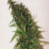 SWISS XT · K.C.Brains Seeds · semillas de marihuana · Fem