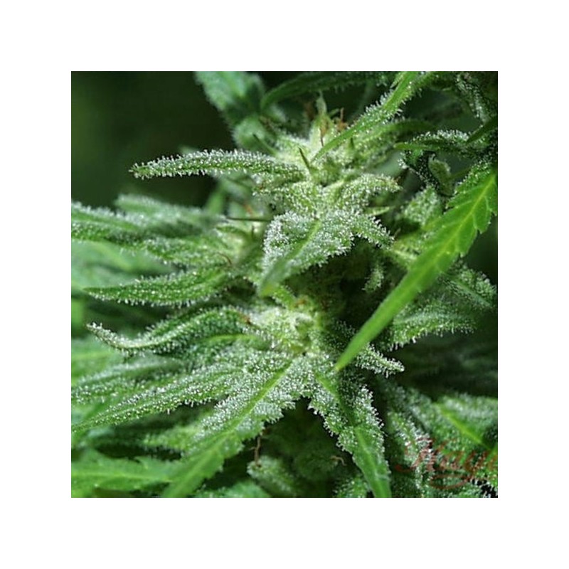 WHITE KC · K.C.Brains Seeds · semillas de marihuana · Fem
