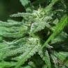 WHITE KC · K.C.Brains Seeds · semillas de marihuana · Fem