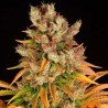 GMO · Dr Green Seeds · bulk cannabis seeds · Fem