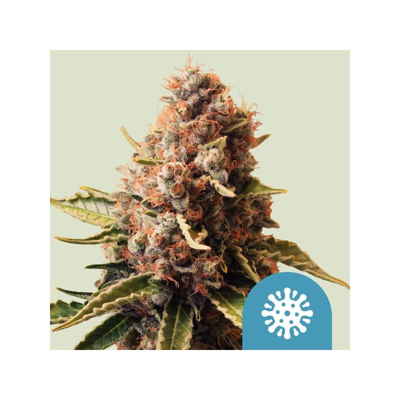 EUPHORIA · Royal Queen Seeds · cannabis seeds · Fem